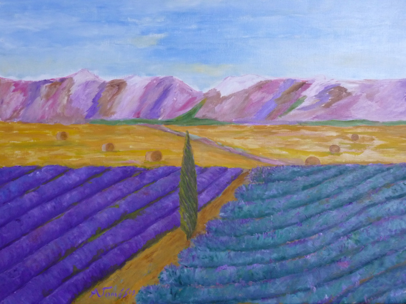 Lavendelfeld während der Ernte